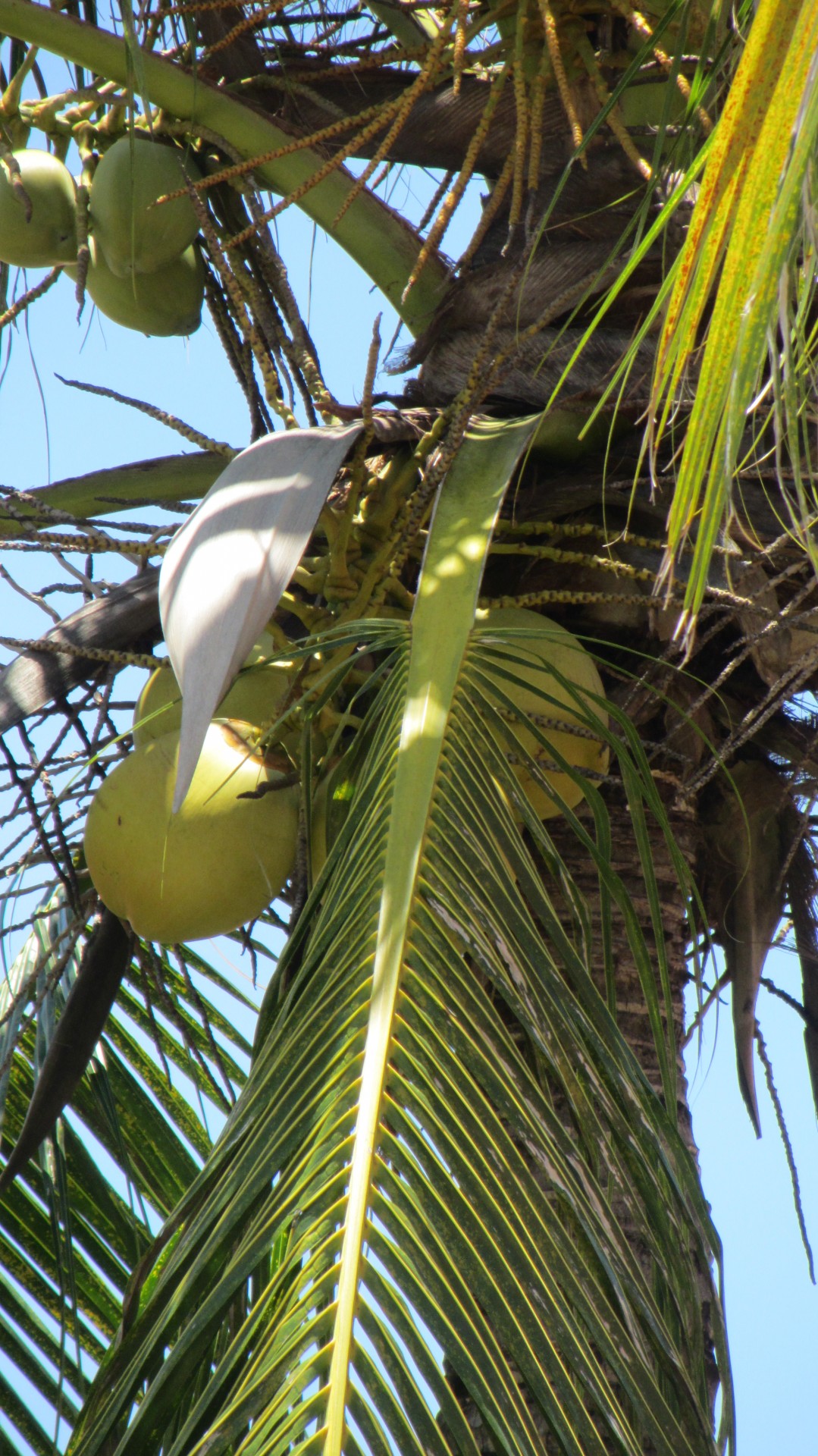 coconuts growing under palm tree