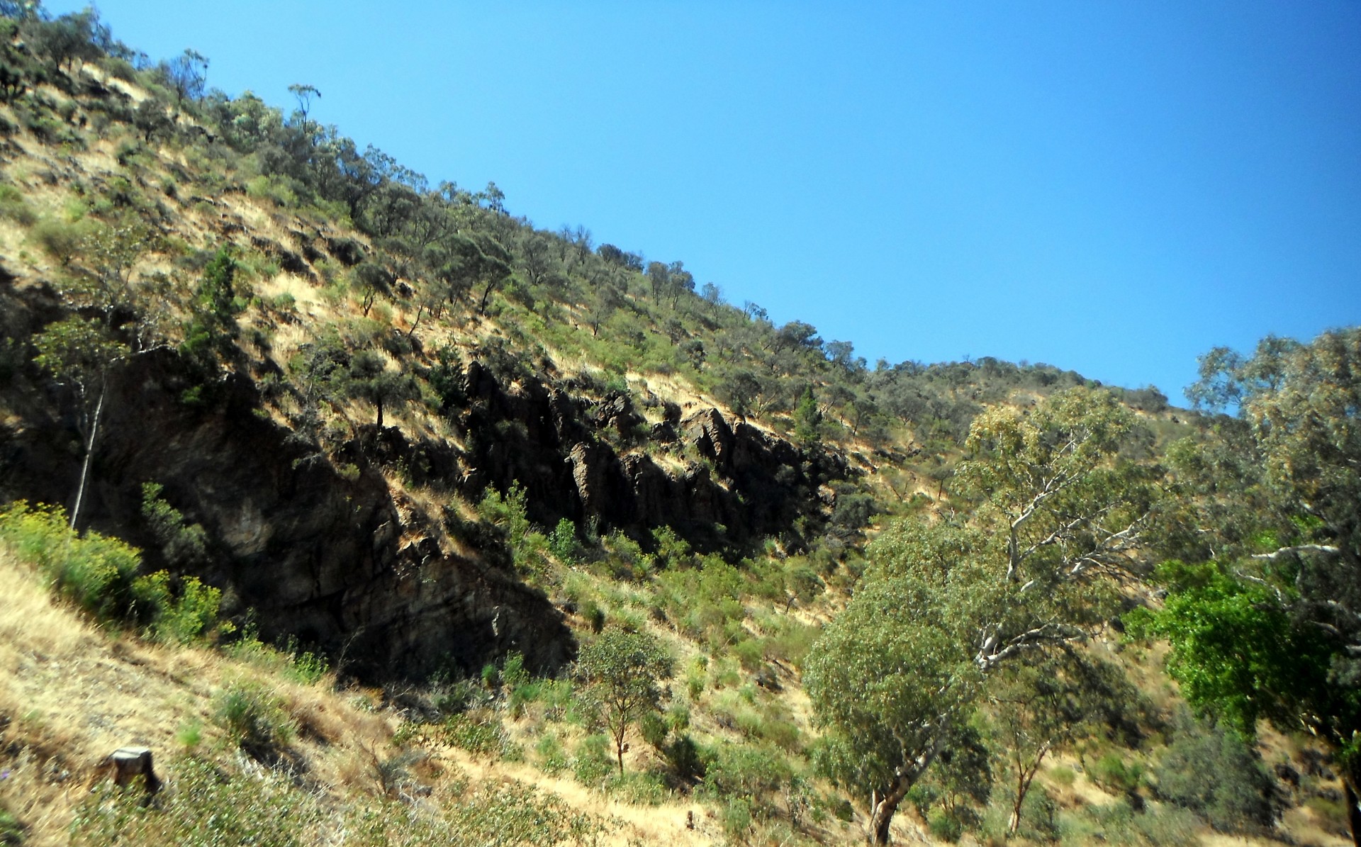 Not far from the suburbs is this amazing scenery of the River Torrens Gorge.