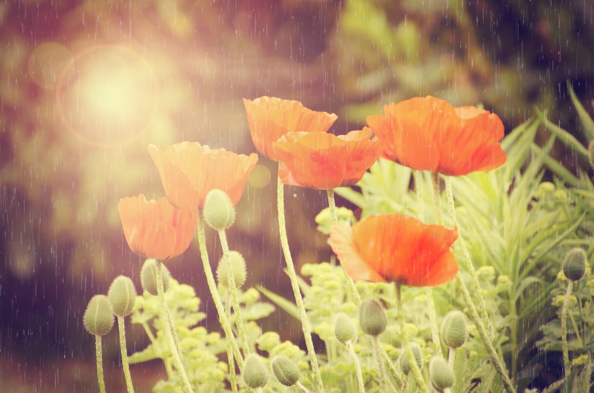 Vintage Poppy Flower In Rain