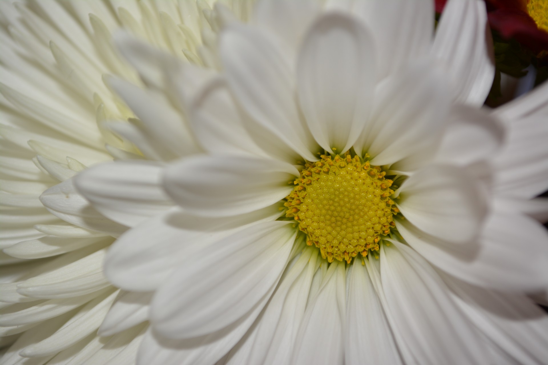 White Daisy Blossoms Flowers Macro