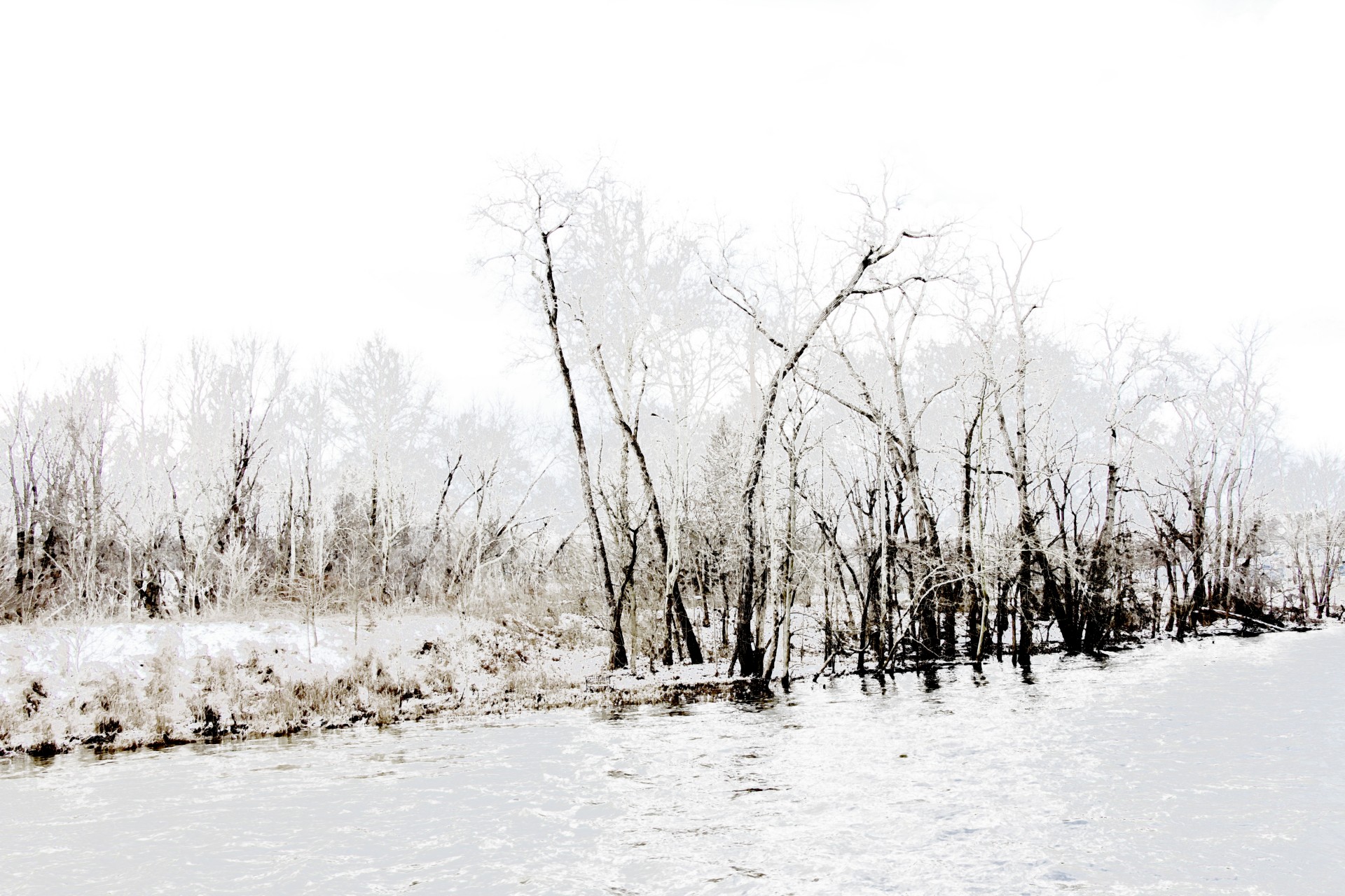 Trees and river in snow