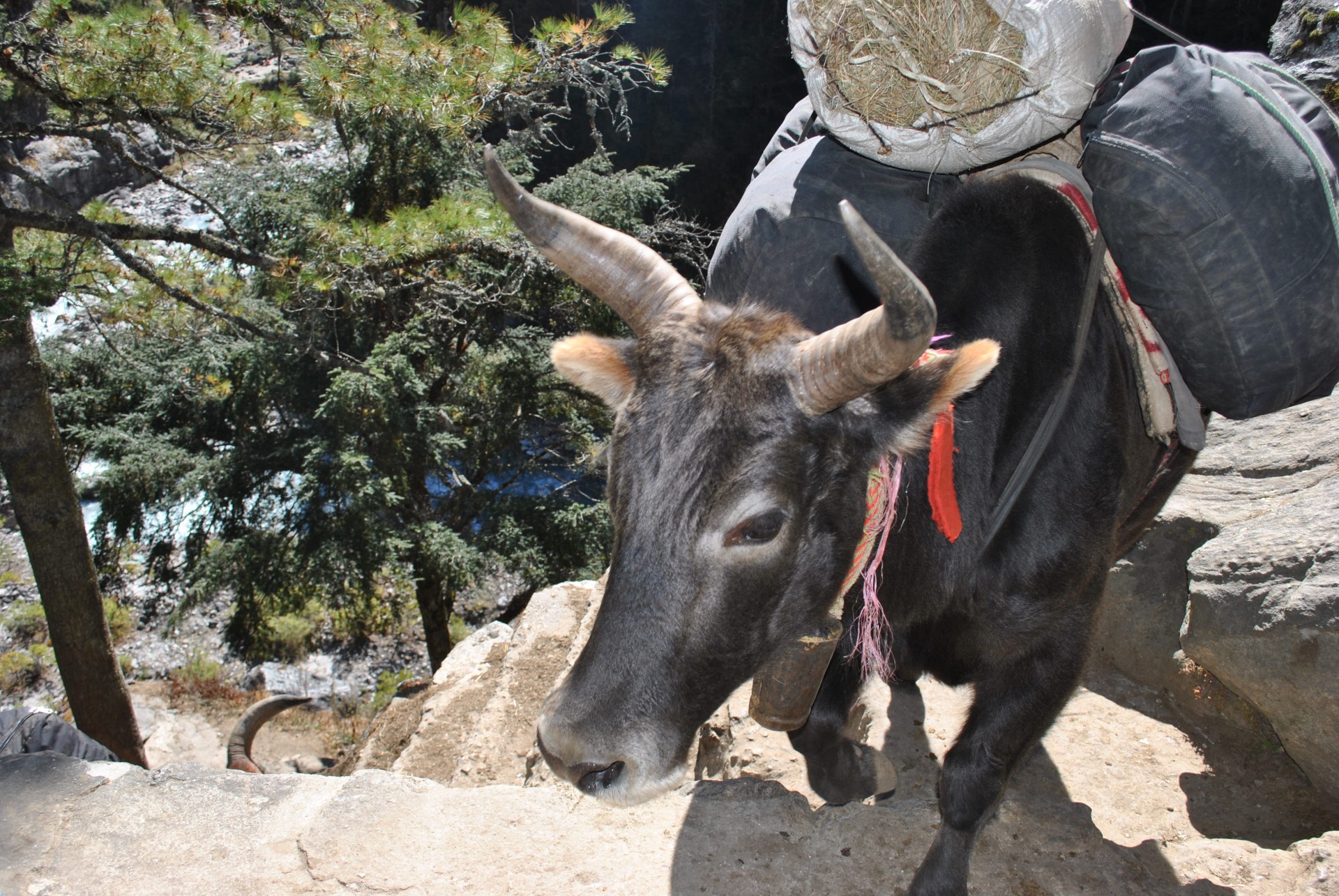 Yak In The Himalayas.