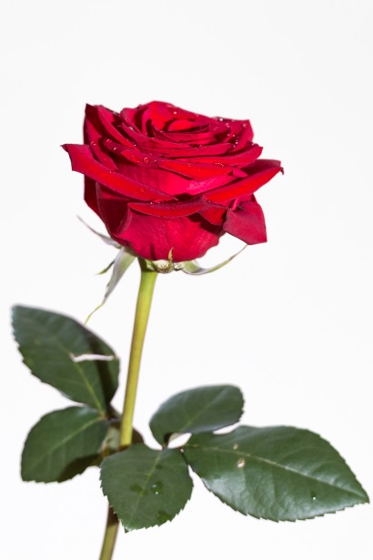 Rosa rossa su sfondo bianco Immagine gratis - Public Domain Pictures