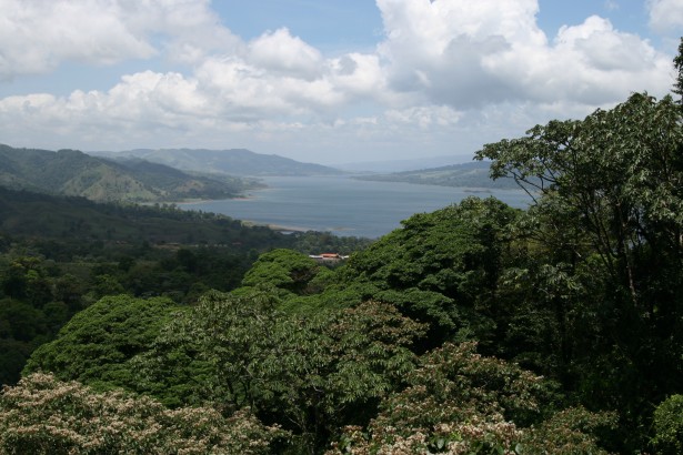 Costa rica rain forest green on Craiyon