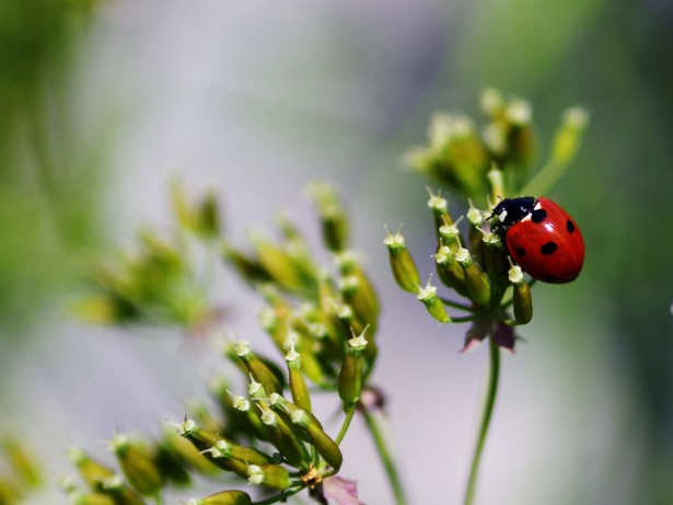 Ladybug Wallpaper Free Stock Photo - Public Domain Pictures