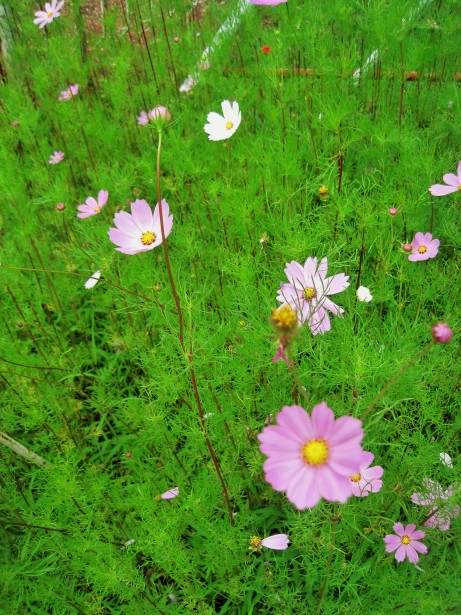 Light Pink Cosmos Free Stock Photo - Public Domain Pictures