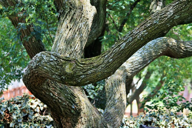 árboles Tipuana ramas gruesas Stock de Foto gratis - Public Domain Pictures