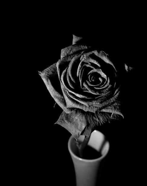 Trandafir uscate - varianta alb-negru Poza gratuite - Public Domain Pictures