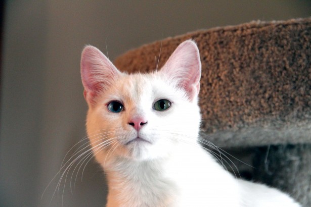 White Cat különböző színű szemek Szabad kép - Public Domain Pictures
