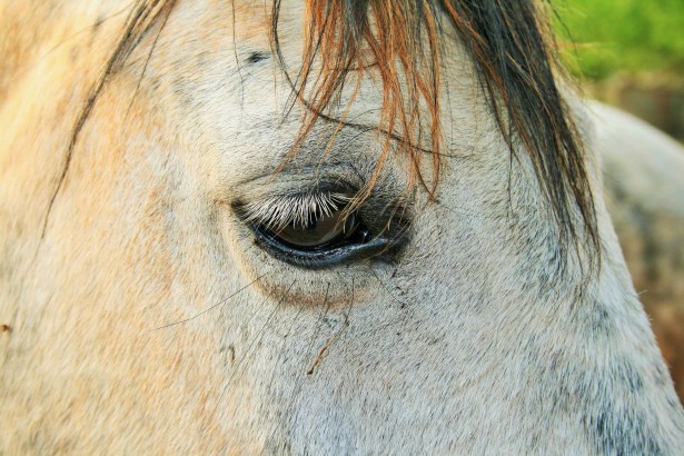 White Horse Close Up Free Stock Photo - Public Domain Pictures