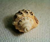 A Conch Shell With Pattern
