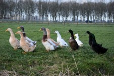 A Group Ducks