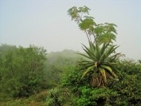 Aloe In The Mist