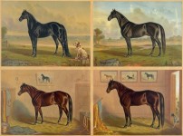 Americas Renowned Stallions