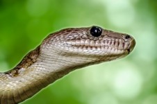 Animal - Snake