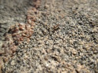 Ant On Stone