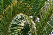 Arched Palm Leaf