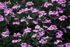 Bed Of Pink Periwinkle