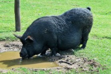 Big Fat Pig, Animal Farm, Ballito