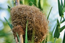 Bleached Weaver's Nest