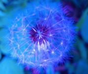 Blue Tinted Dandelion