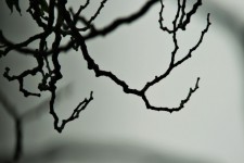 Branches Like Claws