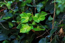 Bright Green Ivy Leaves