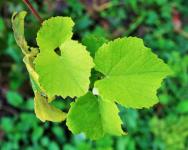 Bright Green Vine Leaves