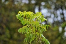 Bright Pecan Nut Leaves