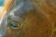 Brown Horse Head Close Up