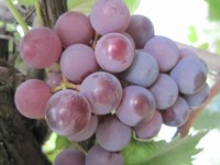 Bunch Of Ripening Pink Grapes