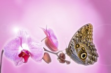 Butterfly On An Orchid