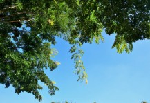 Carob Tree Against The Sky
