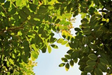 Carob Tree Leaves