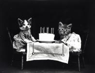 Cats Dressed Vintage Photo