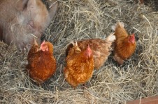 Chickens In Barn