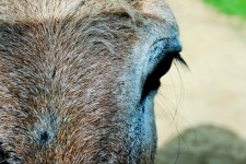 Close Up Donkey
