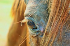 Close Up Of Horse Head