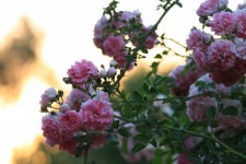 Clumps Of Pink Roses