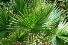 Cluster Of Fan Palm Leaves