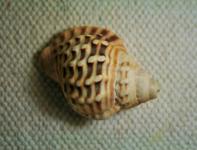 Conch Shell With A Pattern