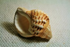 Conch Shell With Pattern