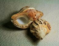 Conch Shells With Pattern