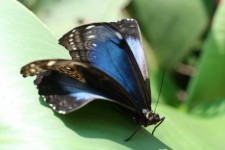Costa Rica Butterfly