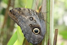 Costa Rica Butterfly