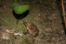Costa Rica Frog Toad