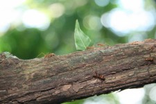 Costa Rica Leaf Cutter Ants