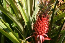 Costa Rica Red Pineapples
