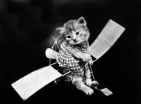 Cute Cat Vintage Photo