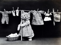 Cute Kitten Vintage Photo